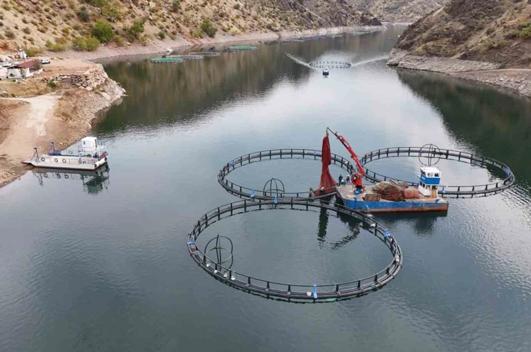 Diyarbakır’da 500 ton kapasiteli tesisten dünyaya "Mezopotamya somonu" gönderilecek 
