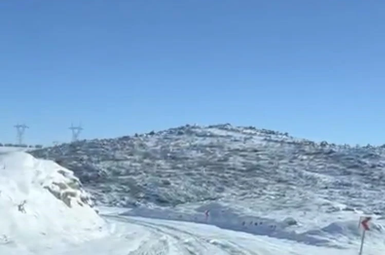 Diyarbakır’da aç kalan kurt ve domuz sürüsü yerleşim yerine indi 