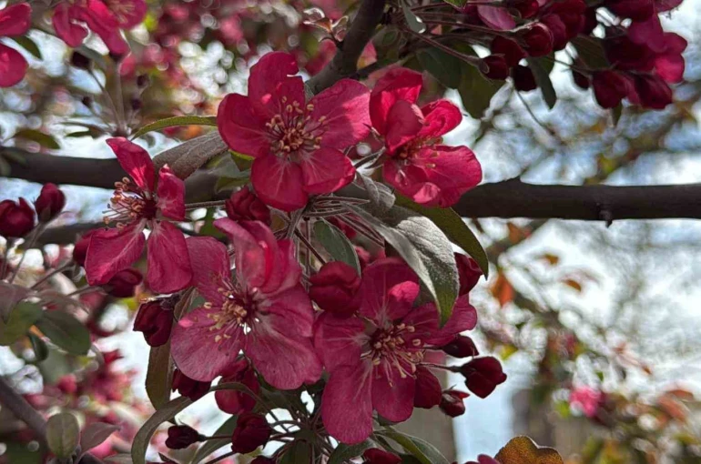 Diyarbakır’da ağaçlar ’kırmızıya’ büründü