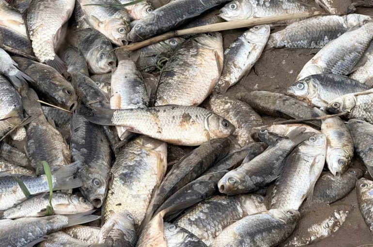 Diyarbakır’da aşırı yağışlar sonrası suyun geri çekilmesiyle balıklar telef oldu 