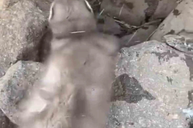 Diyarbakır’da bitkin halde bulunan gelincik, vatandaşlar tarafından görüntülendi 