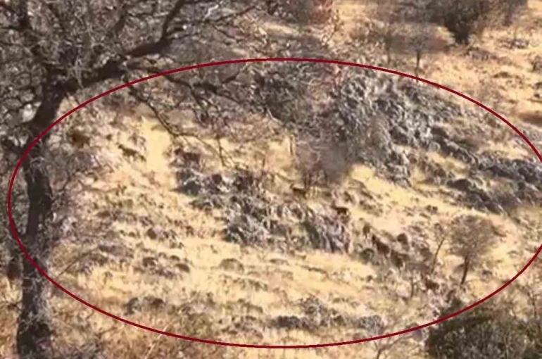 Diyarbakır’da dağ keçileri sürü halinde görüntülendi 