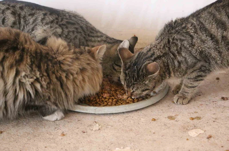 Diyarbakır’da hayvanların sessiz kahramanı 