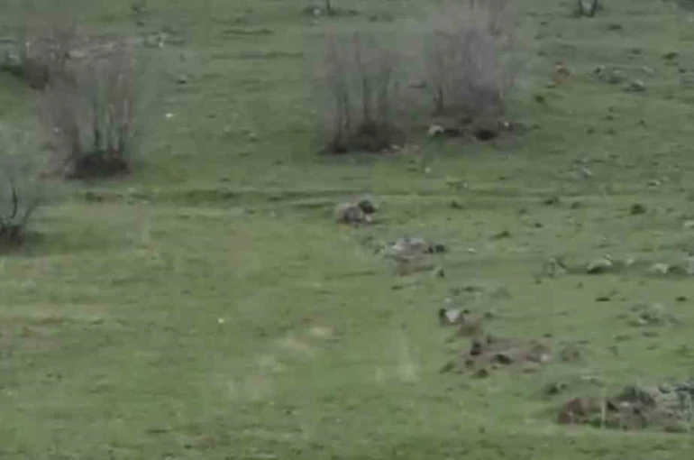 Diyarbakır’da kurt sürüsü görüntülendi