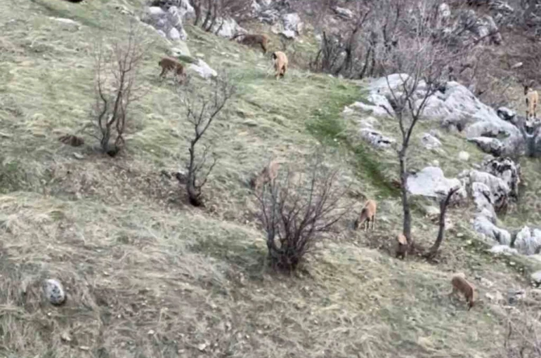Diyarbakır’da nesli koruma altında olan dağ keçileri görüldü 