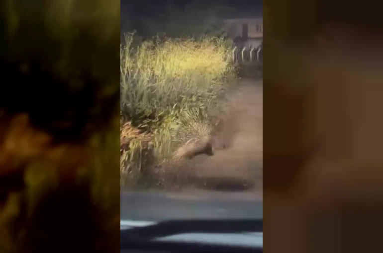 Diyarbakır’da nesli tükenme tehlikesi altında bulunan oklu kirpi görüntülendi 