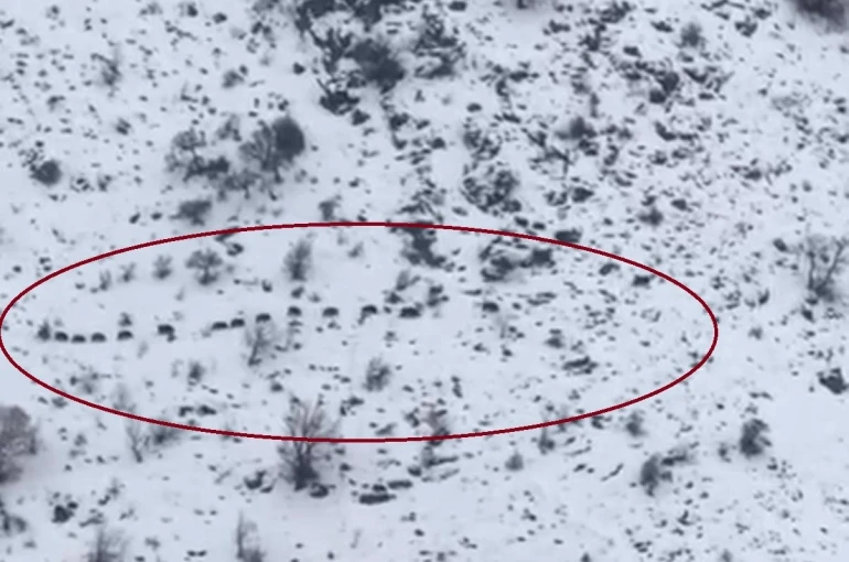 Diyarbakır’da sürü halinde gezen domuzlar görüntülendi