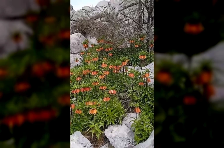 Diyarbakır’da ’ters laleler’ doğayı renklendirdi 