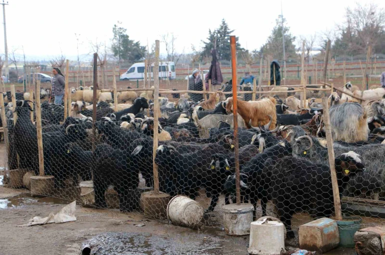 Diyarbakır’da vatandaşlar sofralara bırakacağı eti canlı hayvan pazarından almayı tercih ediyor 