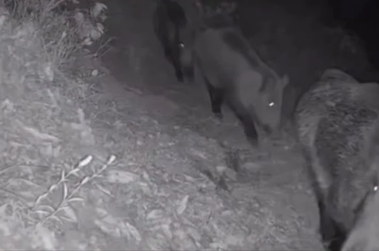 Diyarbakır’da yaban hayvanları foto kapana yakalandı 