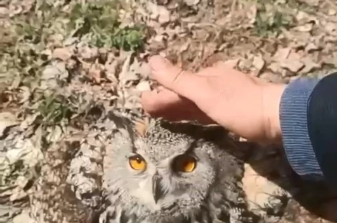 Doğada bulduğu puhu kuşunu ‘fıstık’ diyerek sevdi 