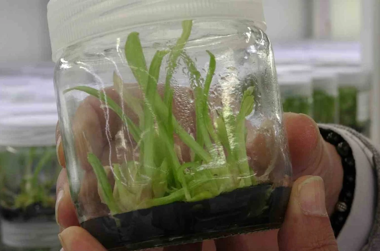 Doğadan koparılması yasak olan akzambak bitkisi Isparta’da laboratuvarda çoğaltılıyor 