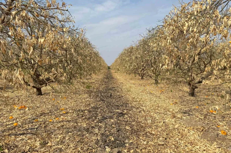 Doğan: "Greyfurt üreticileri de destek kapsamına alınmalıdır" 