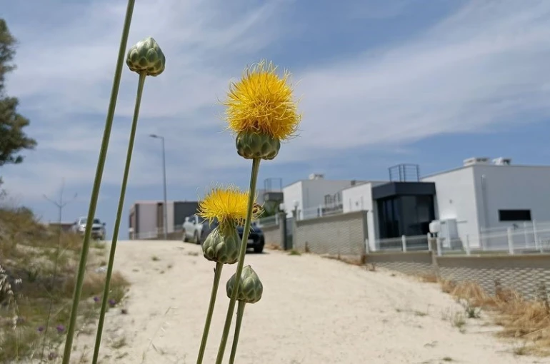 Doğaseverlerden Tülüşah için "acil koruma" çağrısı
