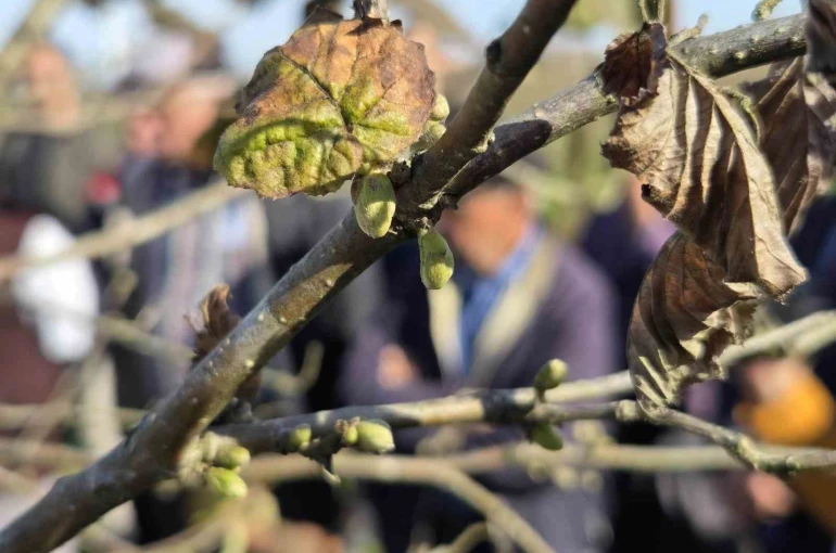 Doğru budama ile 500 metrekareden alınan fındık, 10 dönümlük bahçeden alınan fındığı solluyor 