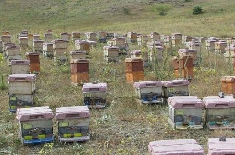 Doğu Karadeniz’de arıcılık alarm veriyor 