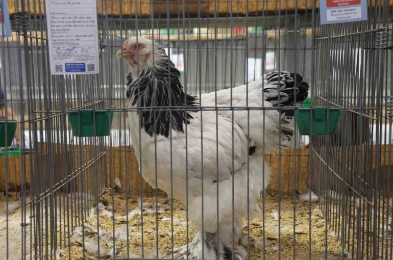 Doğu ve Güneydoğu’nun en güzel horoz ve tavukları belli oldu 