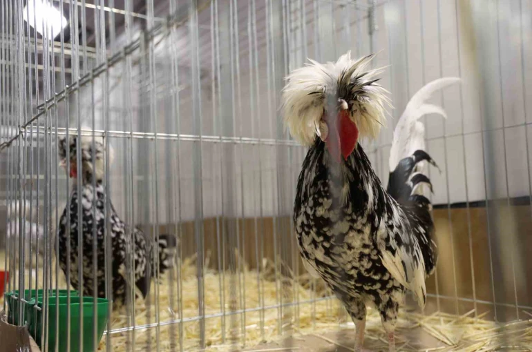 Doğu ve Güneydoğu’nun en renkli süs tavukları Elazığ’da buluştu 