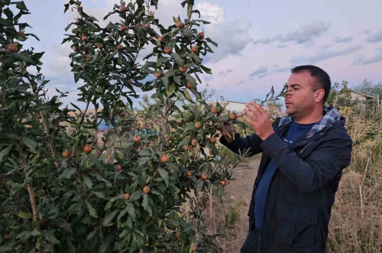 Doğu’nun soğuğunda sıcak iklim meyveleri yetiştirdi