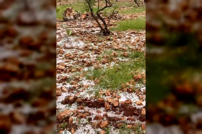 Dolu yağışı Antep fıstığı bahçelerine zarar verdi 