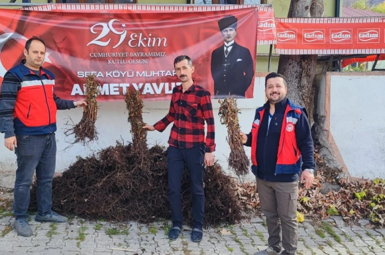 Domaniç’te çiftçilere yüzde 75 hibeli 3 bin adet ahududu fidanı dağıtıldı 