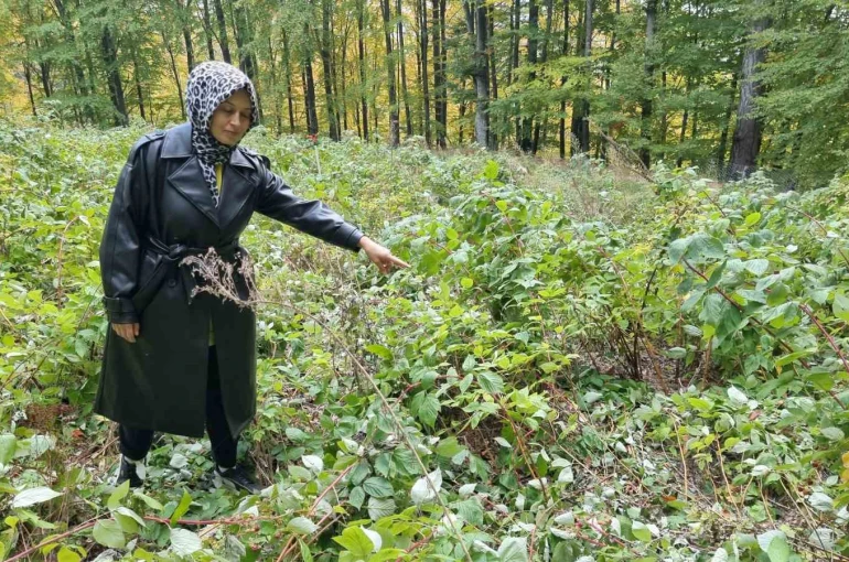 Domaniç’te genç girişimcinin 2 dönümlük ahududu bahçesini ayılar talan etti 
