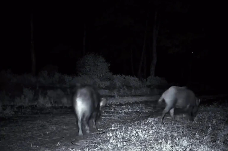 Domuz sürüsü fotokapana yakalandı 