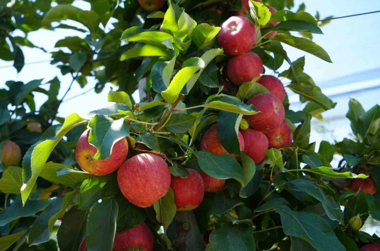 Don zararı Niğde’de elma rekoltesini yüzde 95 oranında düşürdü 
