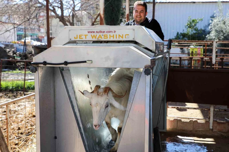 Döşemealtı’nda küçükbaş hayvanlara ücretsiz parazit uygulaması 