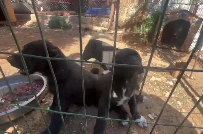 Dövüş köpeği üretip yavruların kulaklarını kesen işletmeye 323 bin TL ceza 