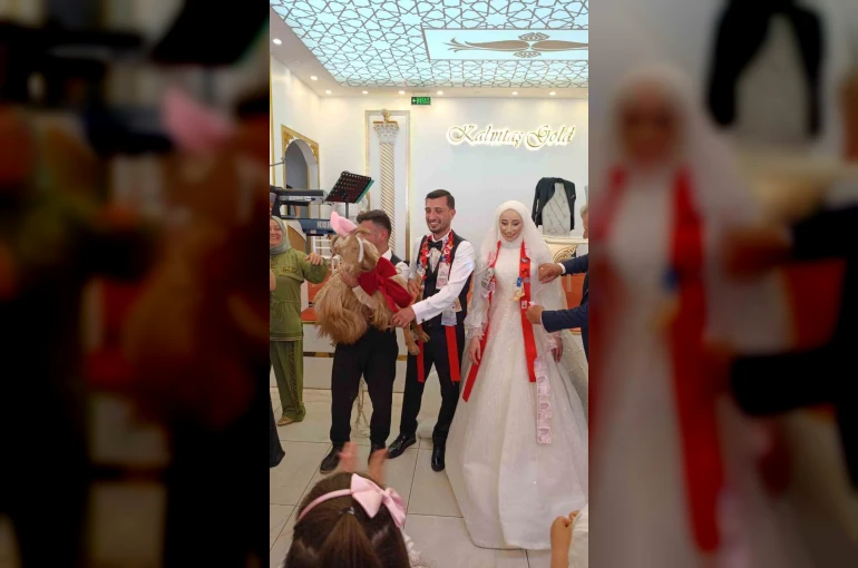 Düğünde altın değil keçi takıldı 