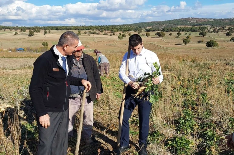 Dumlupınar Kaymakamı Teltik, şeker pancarı hasadını yerinde inceledi 