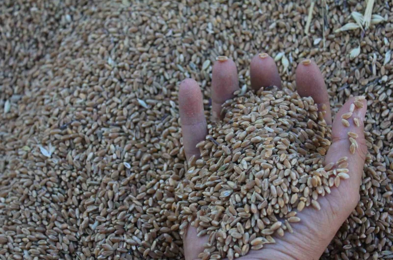 Dünya hububat üretiminde bir ilk gerçekleşecek 