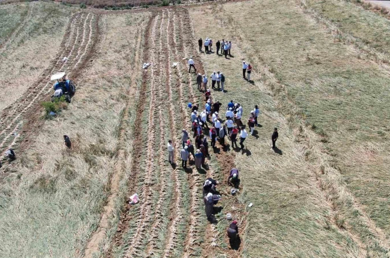 Dünyaca ünlü Taşköprü sarımsağının hasadı başladı