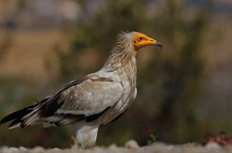Dünyada sadece 3 yerde görülen doğa olayı: Akbabaların yiyecek döngüsü 