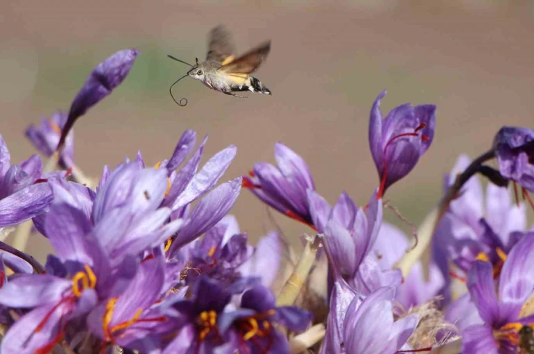 Dünyanın en pahalı baharatı safranın 1 gramı 500 TL