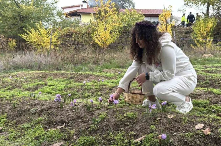 ’Dünyanın en pahalı baharatı’ safranın kilogramı 600 bin liradan satılacak 