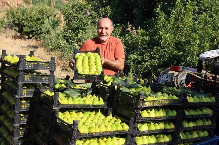 Dünyanın ilk incirinde son hasat bereketi 