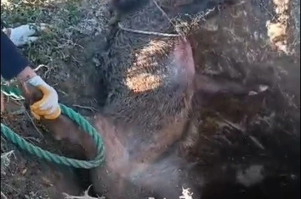 Düştüğü çukurda mahsur kalan yaban domuzunu vatandaşlar kurtardı