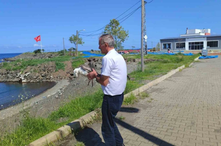 Duyarlı vatandaş martının hayatını kurtardı 