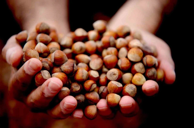 Düzce’de 15 bin 288 ton ihraç edildi 