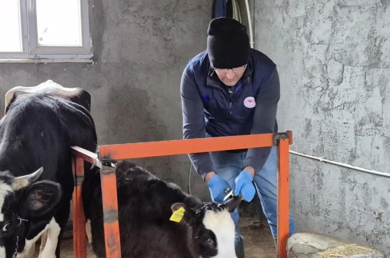 Düzce’de ekipler hayvan sağlığı için sahada 