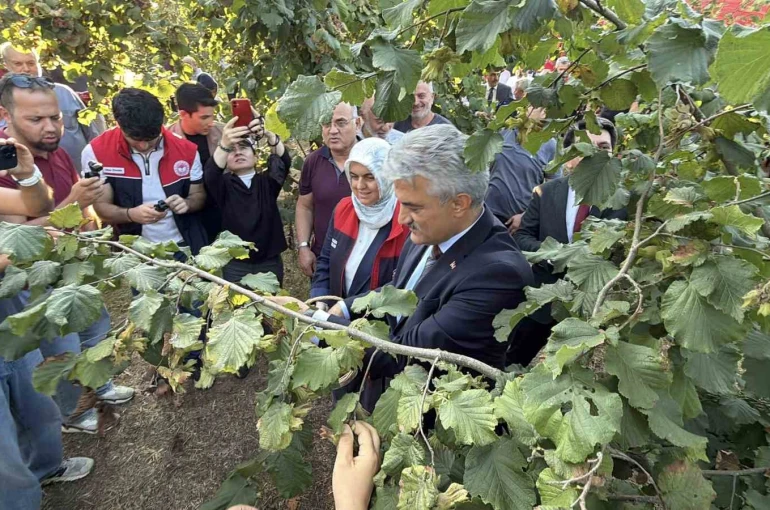 Düzce’de fındık hasat şenliği