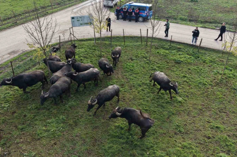 Düzce’de manda yetiştiriciliğine güçlü destek 