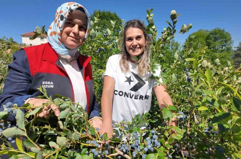 Düzce’de yaban mersini üretimi yaygınlaşıyor