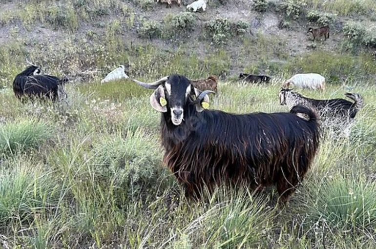 Edirne’de brusella alarmı: Keçiler karantinaya alındı 