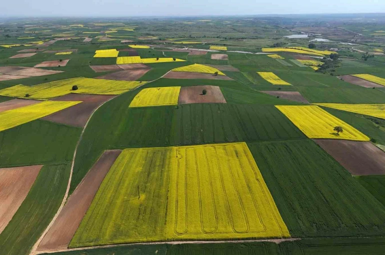 Edirne’de kanola tarlaları sarıya büründü 