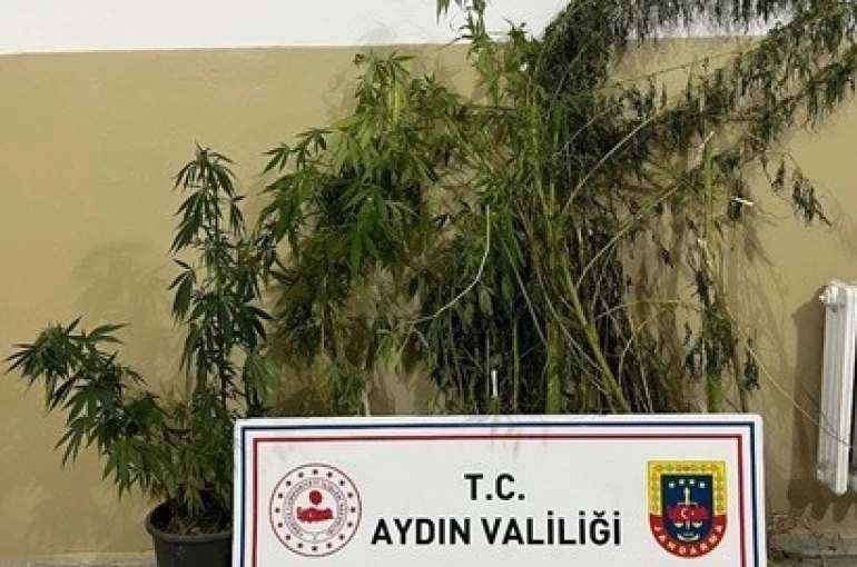 Efeler’de 22 kök kenevir ele geçirildi