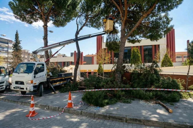 Efeler’de yüksek çam ağaçları bakıma alındı 