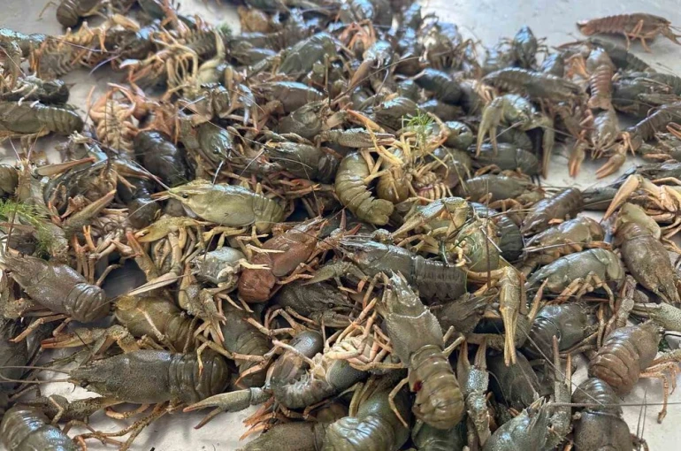 Eğirdir Gölü’nde Kerevit av yasağı başladı 